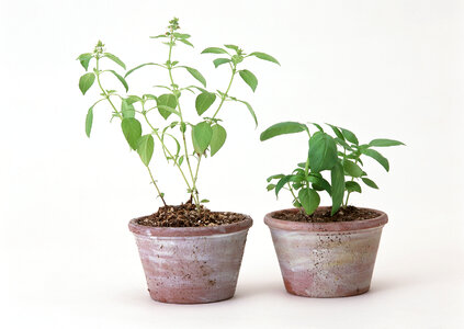 green plants in pot photo