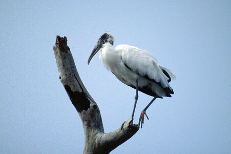 Wood Stork photo