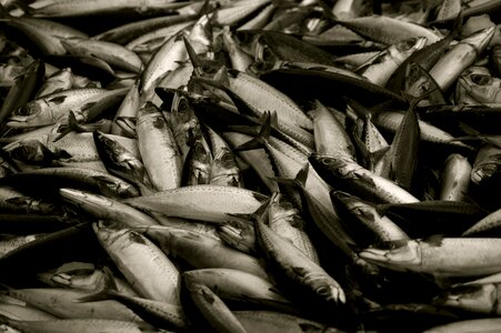 Fish fishing black and white photo