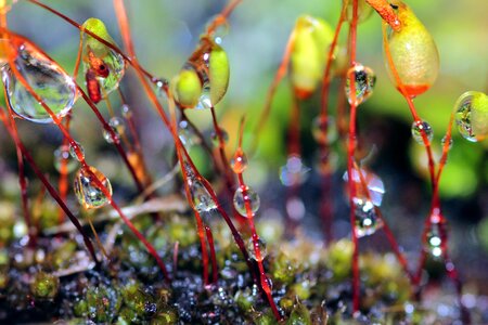 Nature wet abstract