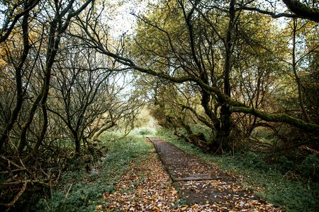Path Through Mossy Trees photo
