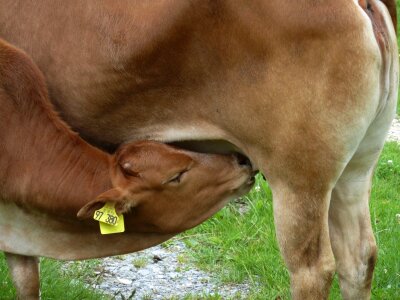 Cattle close-up macro