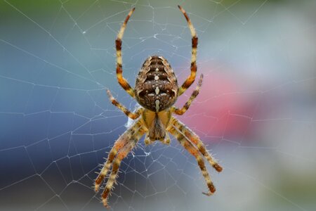 Bug animal macro