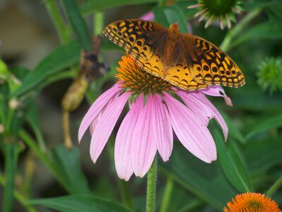 Spring summer insect