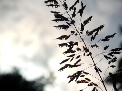 Summer plant landscape