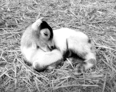 Black small goat black and white photo
