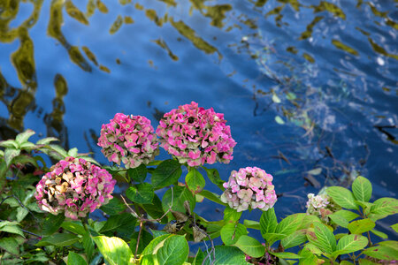 Pink Hydrangea Flowers photo