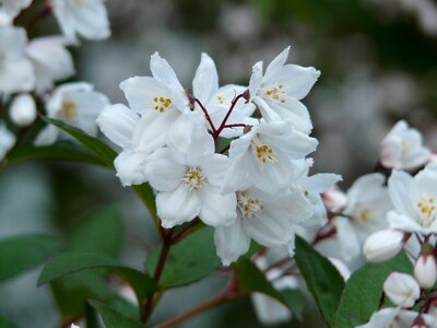 Ornamental shrub ornamental plant sternchen bush