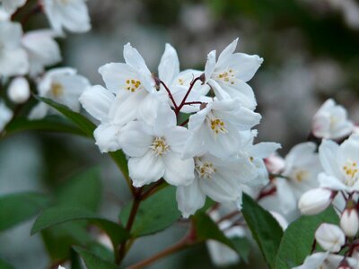 Ornamental shrub ornamental plant sternchen bush photo