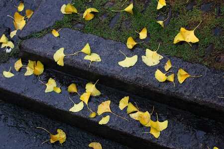 Ginkgo autumn land