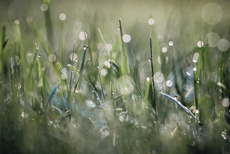 Dew Grass Bokeh