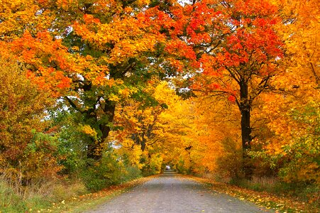 Autumn autumn season branch photo