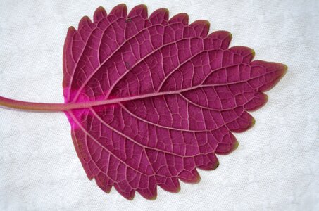 Plant leaves garden