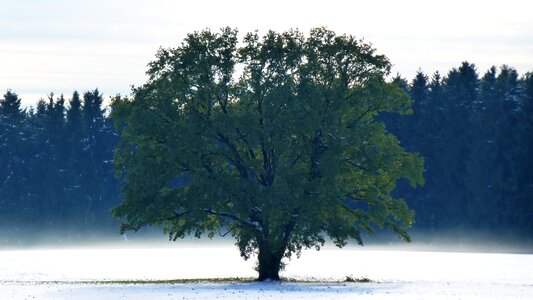 Rest loneliness fog photo