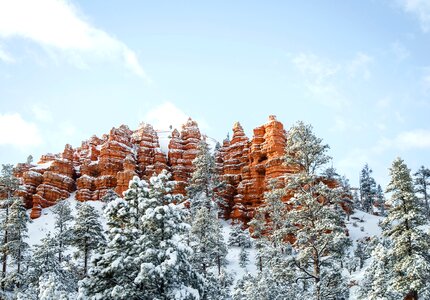 Conifer forest pine