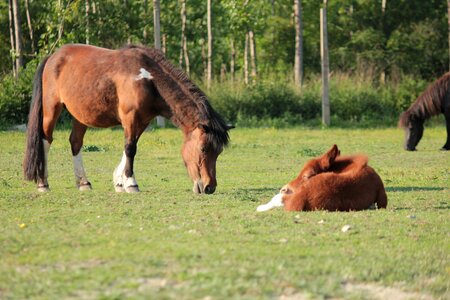 Horses pony horsetail photo
