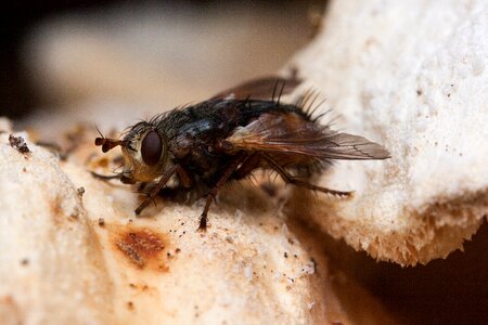 Diptera flying brachycera photo