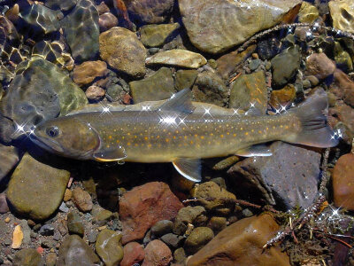 Bull Trout-1 photo