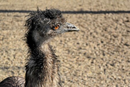 Beak ostrich portrait