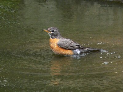 Bird robin water photo