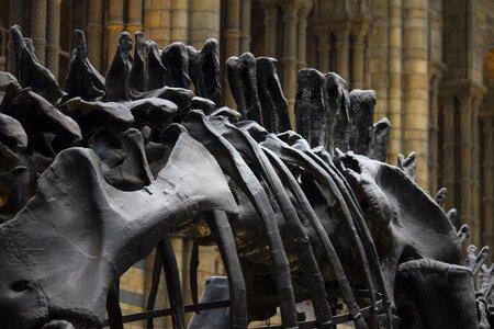 Anatomy bone bones