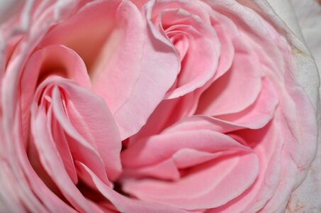 Flower nature pink