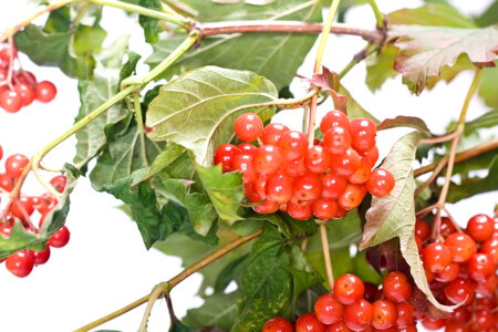 red berries photo
