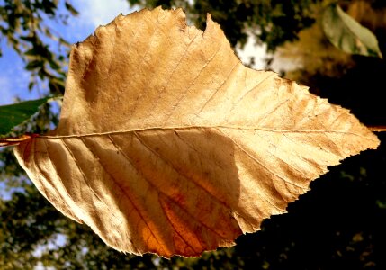 Tree fall flora photo