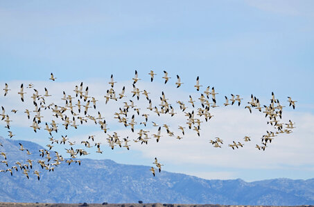 Flock of Snow Geese in flight 