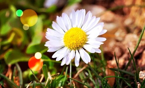 Blossom bloom beautiful photo