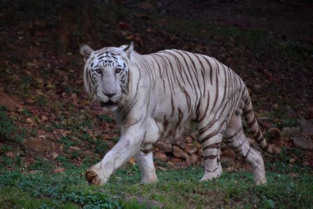 Albino bengal tiger photo