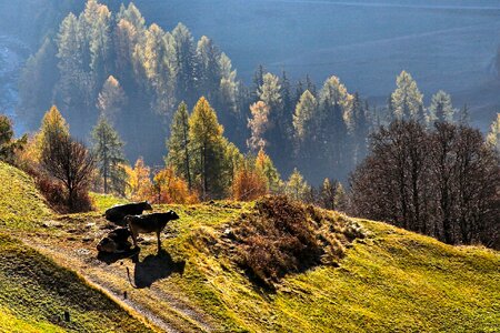 Autumn fall foliage
