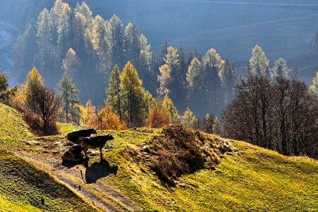 Autumn fall foliage photo