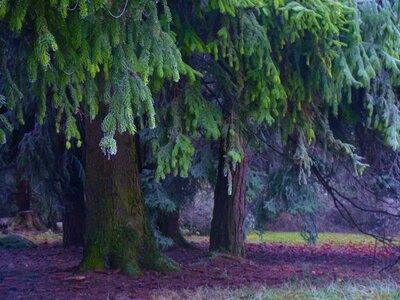 Idyll mysterious fairy tale forest photo