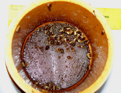 Juvenile Alabama lampmussel