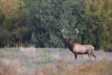 Bull Elk in landscape photo
