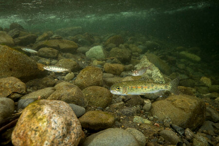 Rainbow trout-1 photo