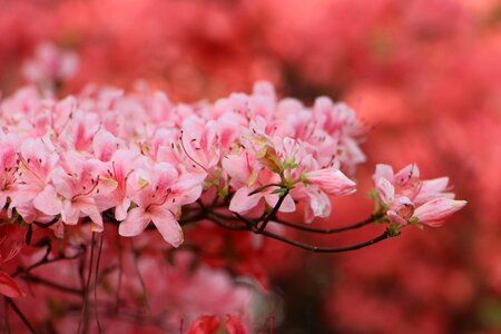 Beautiful blossom bloom photo