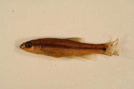 Nocomis biguttatus-1