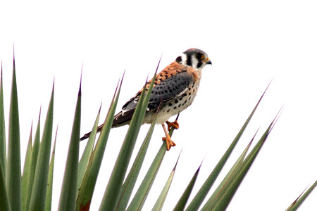 American Kestrel-1