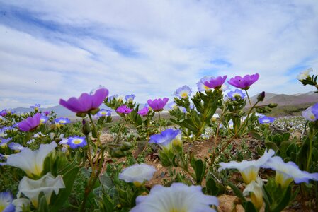 Purple flower desert
