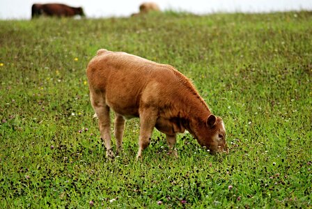 Grass brown cow