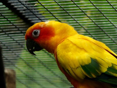 Bird animal yellow photo