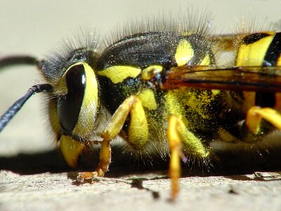 Insect macro close up photo