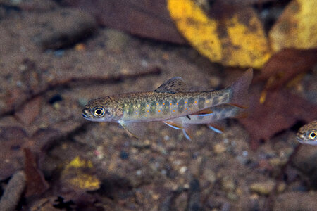 Young brook trout  with fall leaves in water-1