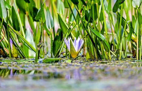 Aquatic beautiful flowers blooming