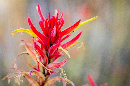 Indian paintbrush at Ash Meadows National Wildlife Refuge-2