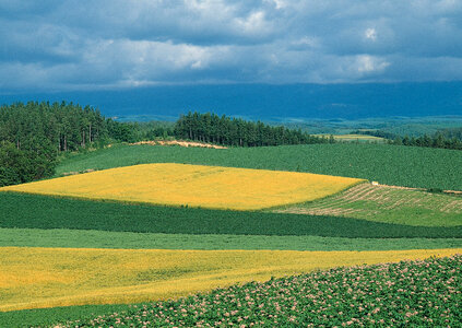 Asia rice field by harvesting season photo