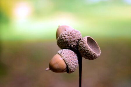 Acorn daylight detail