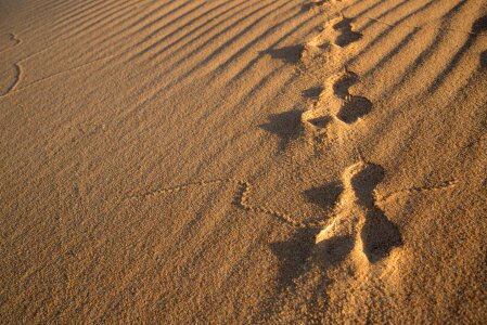 Dune footprint hare photo